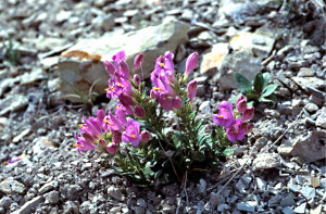 Grahams beardtongue  (Penstemon graham) Photo is available for media use.