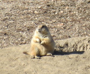 Prairie Dog Buddha