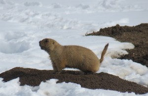 P Dog in the Snow