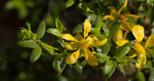 Creosote Flowers