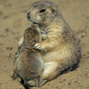 Prairie Dog Mom & Baby